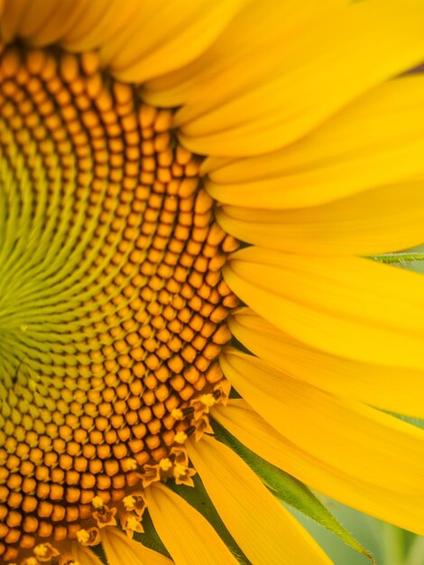 Foto nahaufnahme von sonnenblumen