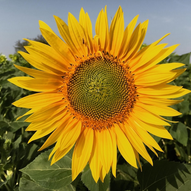 Nahaufnahme von Sonnenblumen