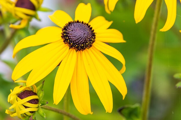 Foto nahaufnahme von sonnenblumen