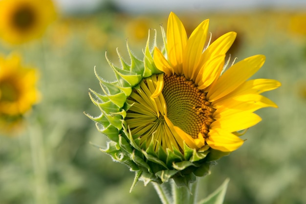 Nahaufnahme von Sonnenblumen