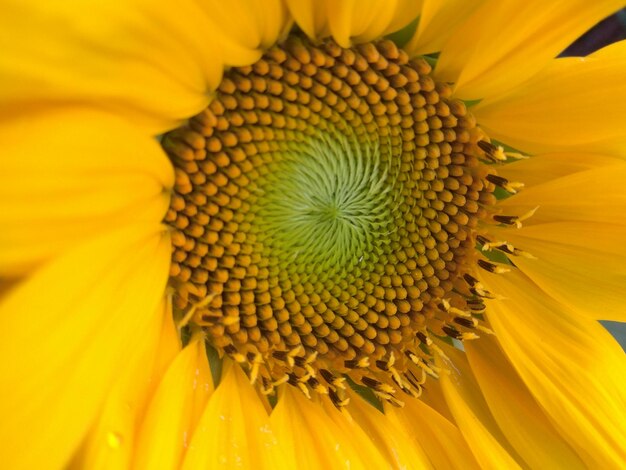 Foto nahaufnahme von sonnenblumen