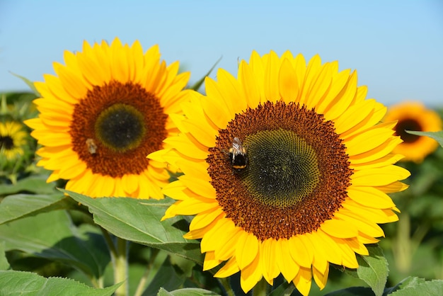 Nahaufnahme von Sonnenblumen
