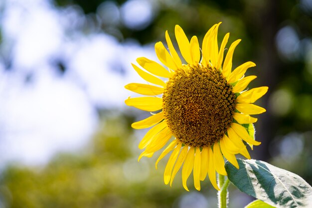 Nahaufnahme von Sonnenblumen