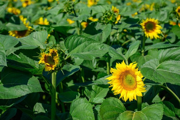 Nahaufnahme von Sonnenblumen