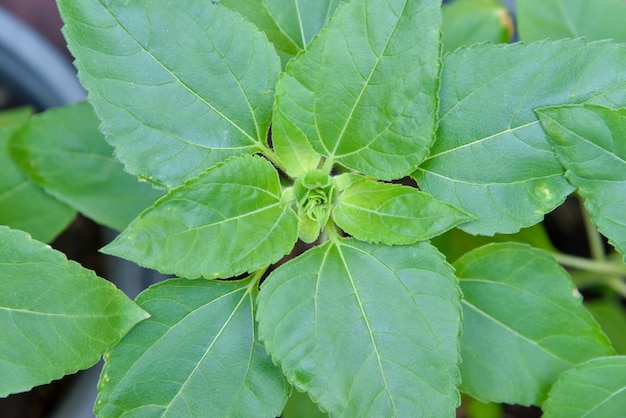 Nahaufnahme von Sonnenblumenblättern