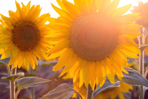 Nahaufnahme von Sonnenblumenblumen am Abendfeld