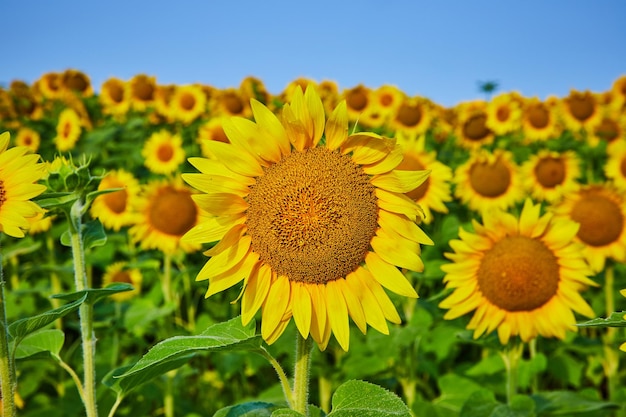 Nahaufnahme von Sonnenblumenkernen in der Mitte einer gelben Blume mit einem Feld dahinter und blauem Himmel darüber