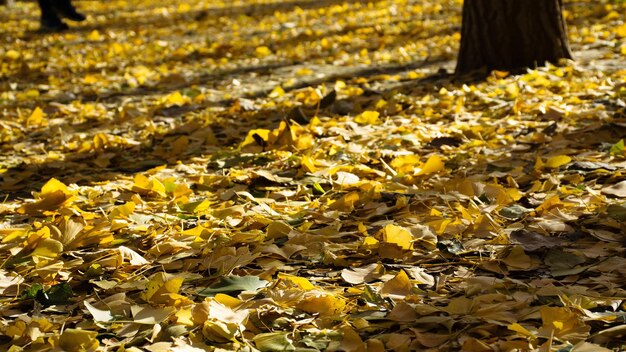 Foto nahaufnahme von sonnenlicht, das auf herbstblätter fällt