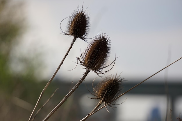 Foto nahaufnahme von spitzenpflanzen