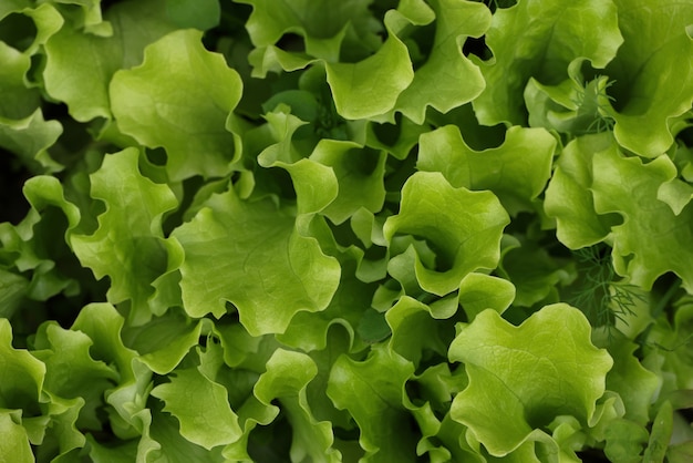 Nahaufnahme von Sprossen frischer grüner Salatblätter, die auf Gemüsegartenbeet wachsen?