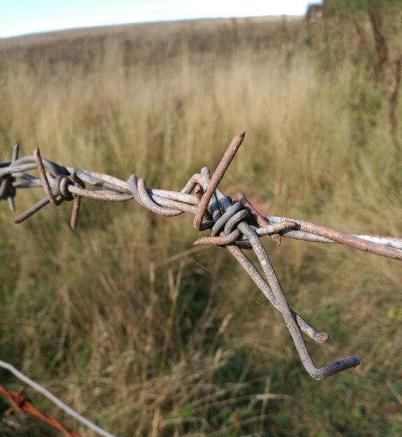 Nahaufnahme von Stacheldraht auf dem Feld