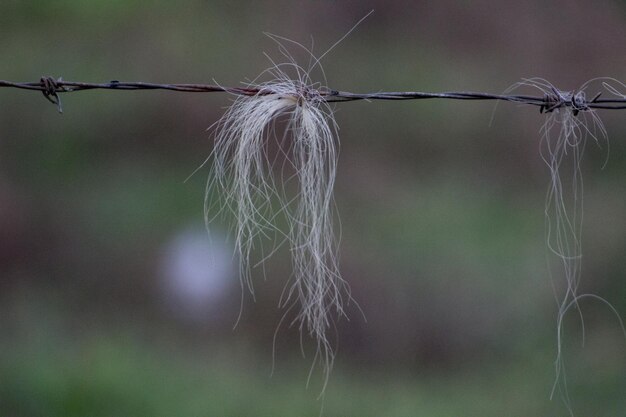 Foto nahaufnahme von stacheldraht