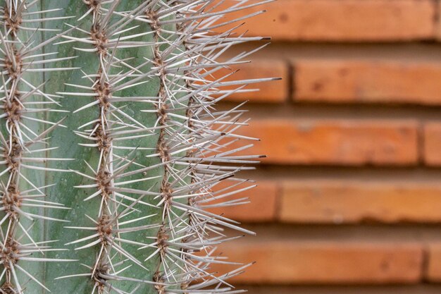 Nahaufnahme von Stacheln auf einem Kaktus