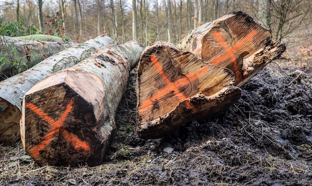 Nahaufnahme von Stämmen gegen Bäume in der Landschaft