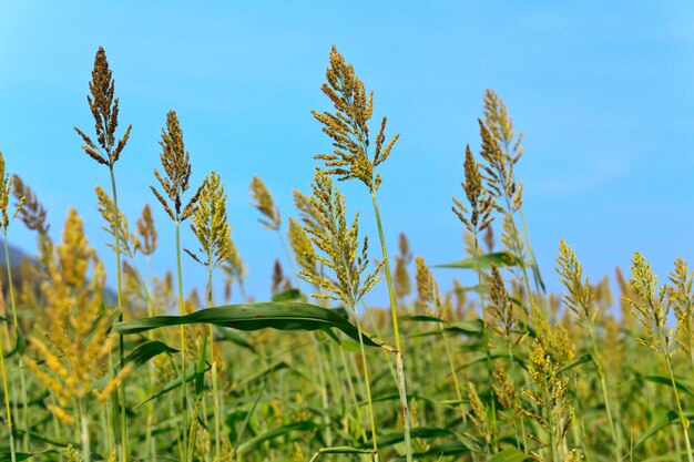 Nahaufnahme von Stängeln auf dem Feld gegen den blauen Himmel