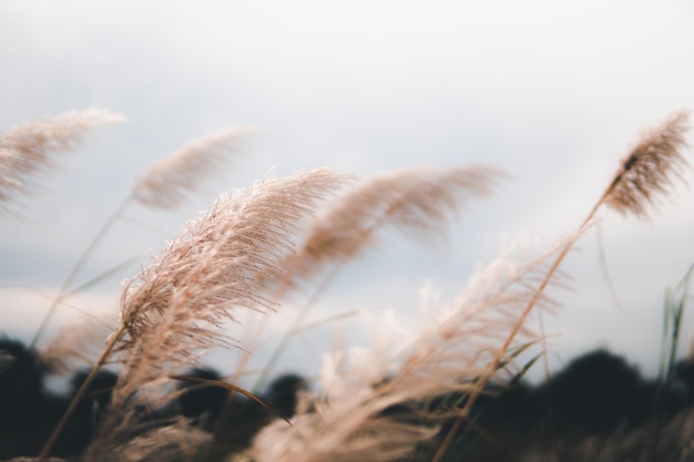 Foto nahaufnahme von stängeln auf dem feld gegen den himmel