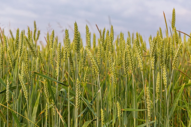 Nahaufnahme von Stängeln auf dem Feld gegen den Himmel