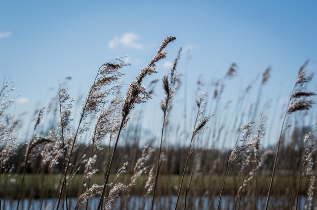 Foto nahaufnahme von stängeln auf dem feld gegen den himmel