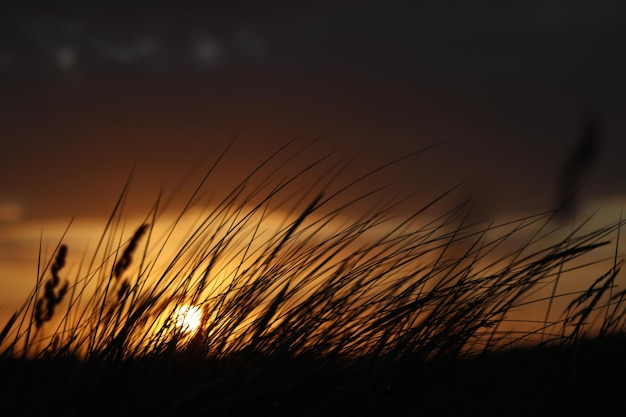 Foto nahaufnahme von stängeln auf dem feld gegen den sonnenuntergang