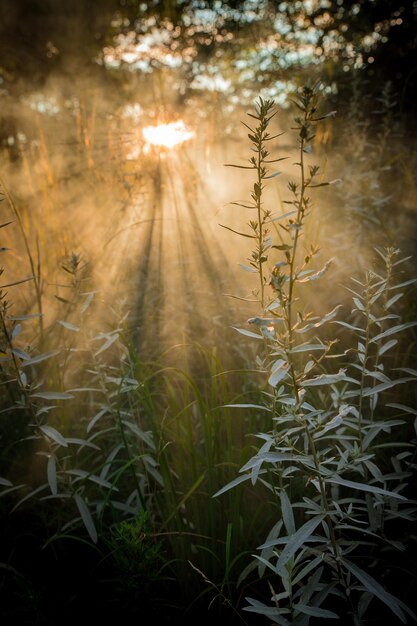 Foto nahaufnahme von stängeln auf dem feld gegen sonnenlicht