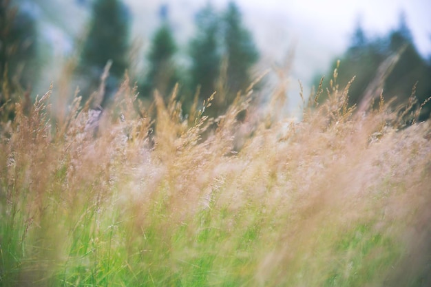 Foto nahaufnahme von stängeln auf dem feld