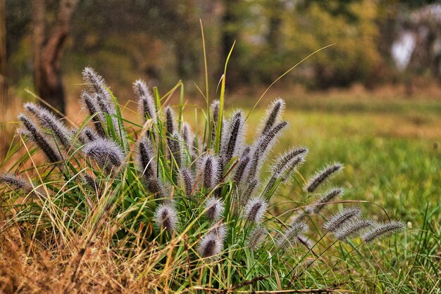 Foto nahaufnahme von stängeln auf dem feld