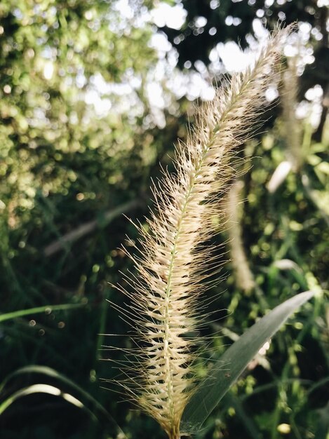 Foto nahaufnahme von stängeln auf dem feld