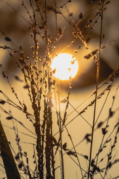 Foto nahaufnahme von stängeln gegen sonnenuntergang