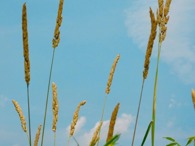 Nahaufnahme von Stängeln vor blauem Himmel