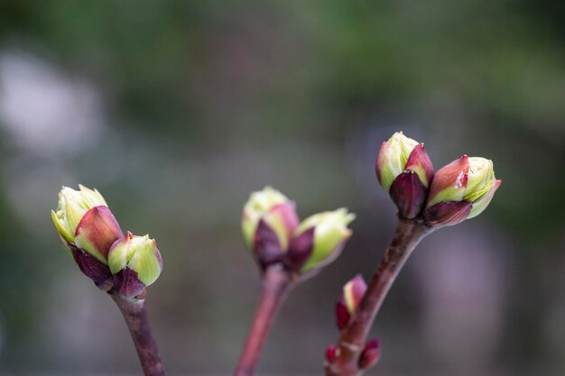 Nahaufnahme von Ästen von Bäumen und Sträuchern mit Knospen und ersten Blättern im Frühjahr