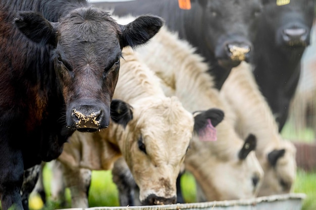 Nahaufnahme von Stud Beef Bullen, Kühen und Kälbern, die auf Gras auf einem Feld in Australien grasen