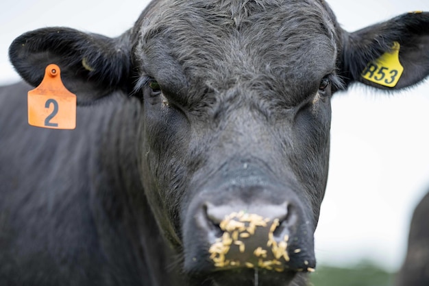 Nahaufnahme von Stud Beef Bullen, Kühen und Kälbern, die auf Gras auf einem Feld in Australien grasen