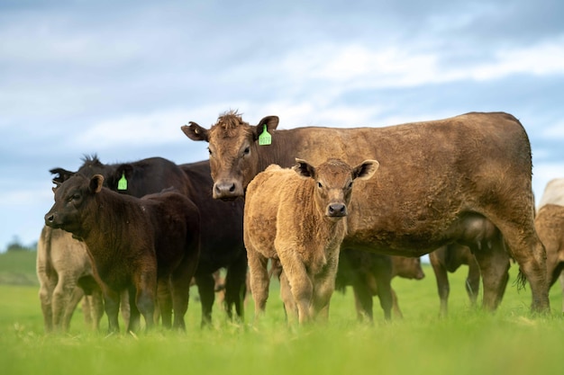 Nahaufnahme von Stud Beef-Bullen und Kühen, die auf Gras auf einem Feld in Australien grasen und Heu und Silage-Rassen essen, darunter Speckle Park Murray Grey Angus Brangus und Wagyu