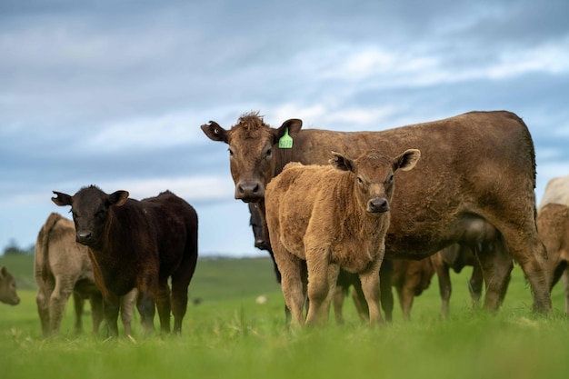 Nahaufnahme von Stud Beef-Bullen und Kühen, die auf Gras auf einem Feld in Australien grasen und Heu und Silage-Rassen essen, darunter Speckle Park Murray Grey Angus Brangus und Wagyu