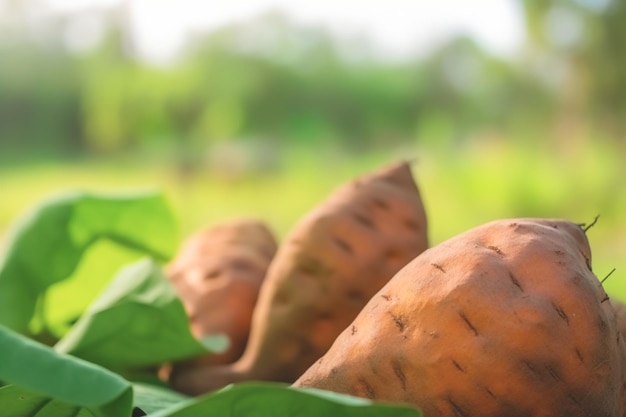 Nahaufnahme von Süßkartoffeln auf Naturhintergrund mit Kopierraum Gesundes veganes vegetarisches Essenskonzept