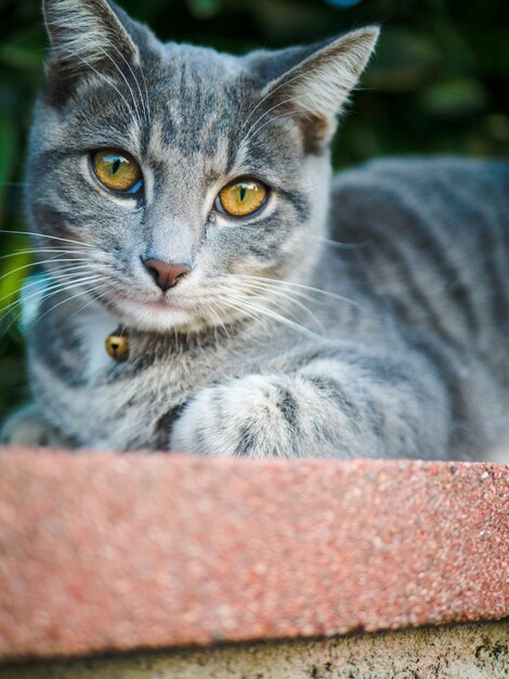 Foto nahaufnahme von tabby-katze