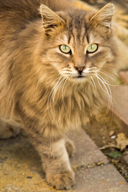 Foto nahaufnahme von tabby-katze