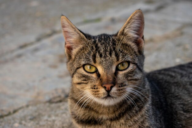 Foto nahaufnahme von tabby-katze