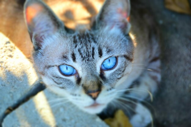 Foto nahaufnahme von tabby-katze