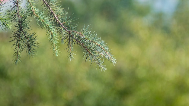 Nahaufnahme von Tannennadeln verschwommener Hintergrund