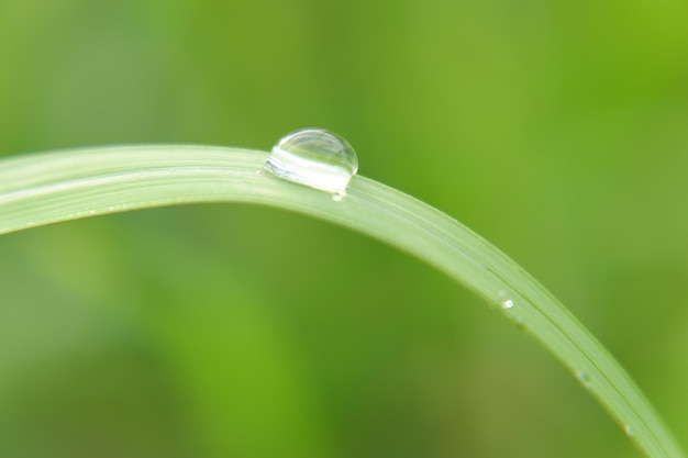 Nahaufnahme von Tau auf dem Gras