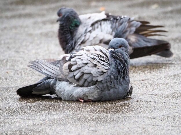 Foto nahaufnahme von tauben auf der straße