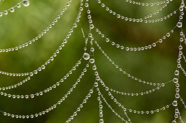 Nahaufnahme von Tautropfen auf einem Spinnennetz nach Regenmakro
