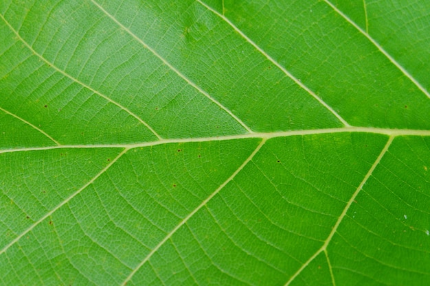 Nahaufnahme von Teak Green Leaf Hintergrundtextur (Butea Monosperma)