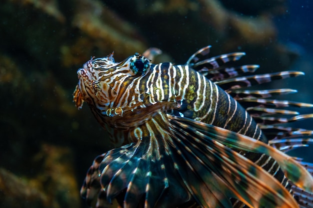 Foto nahaufnahme von teufelsfeuerfischen oder löwenfischen, die im aquarium schwimmen