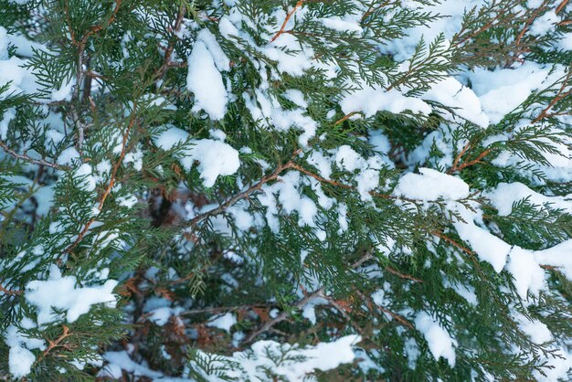 Nahaufnahme von Thuja im Schnee