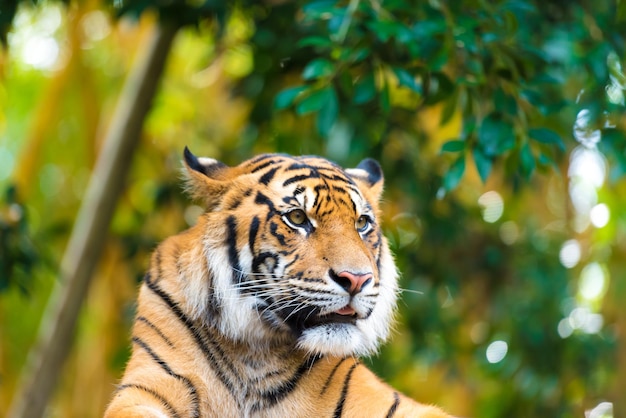 Nahaufnahme von Tiger gegen Bäume