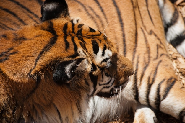 Nahaufnahme von Tiger in Gefangenschaft.