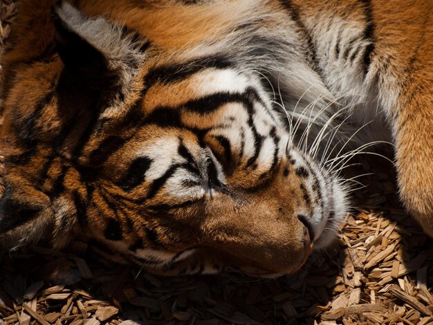 Nahaufnahme von Tiger in Gefangenschaft.