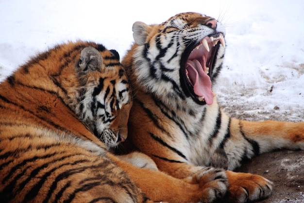 Foto nahaufnahme von tigern, die an land liegen